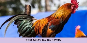 Xem ngày gà đá