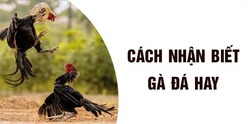 Nhận biết gà đá giỏi qua đặc điểm hình dáng